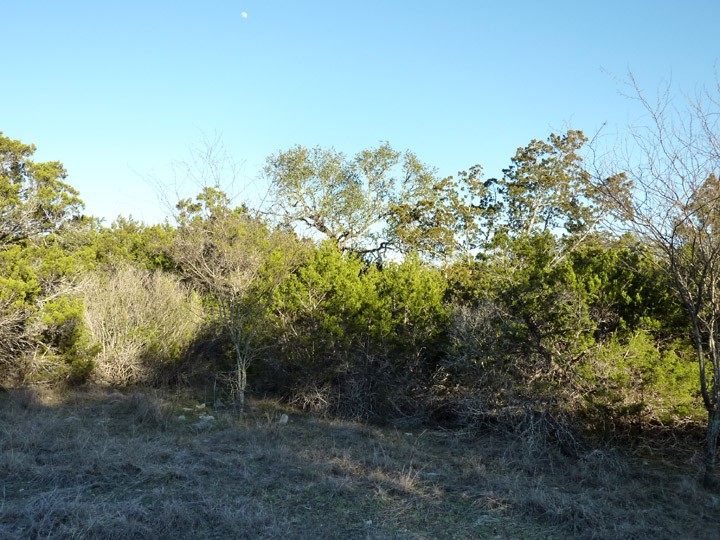 groves of persimmons and cedar frame the oak trees