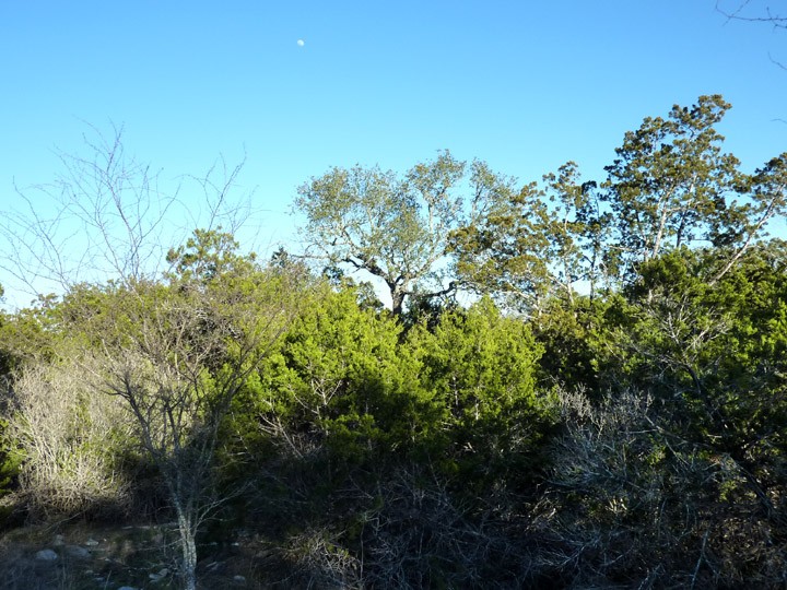 view from the center of the lot