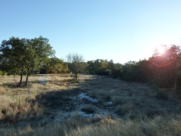 native grasses sparkle in the setting sun