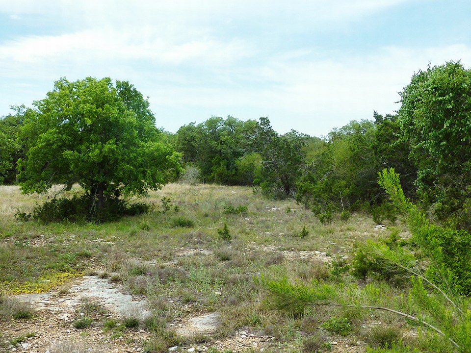 flat area surrounded by many hardwoods, including oaks and wild persimmon