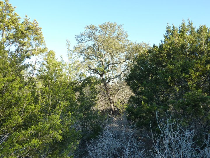 several mature live oaks are scattered throughout the lot