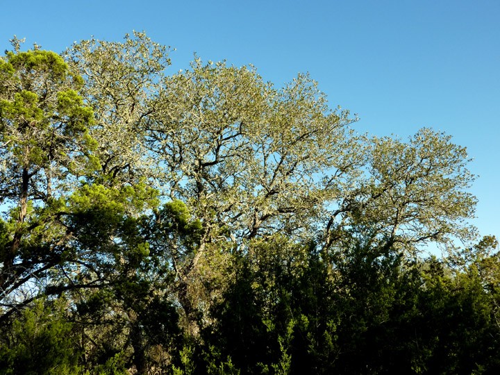 more majestic oaks are clustered to the rear of the lot